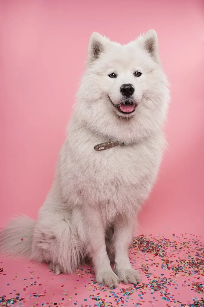 white dog samoyed sitting on pink background