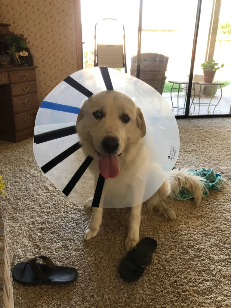 white dog wearing a cone after spay