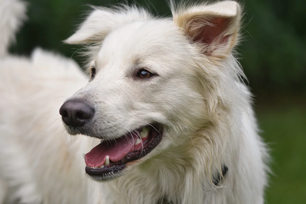 white dog with mouth open close up