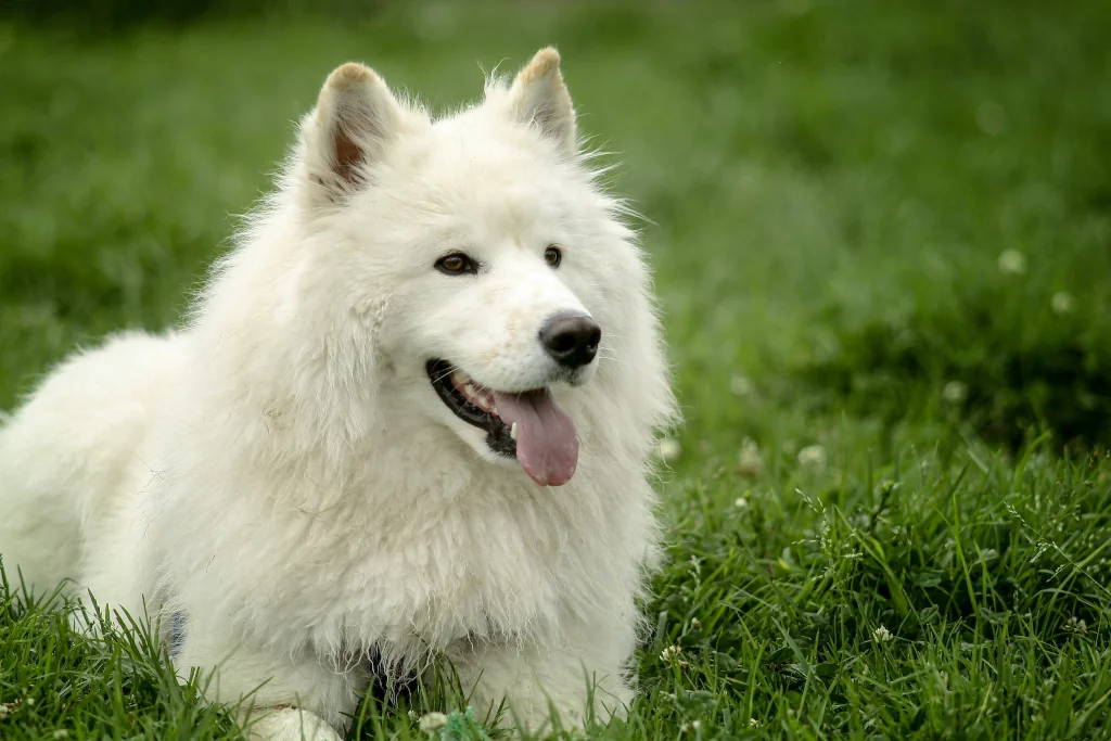 white samoyed dog sitting in green grass