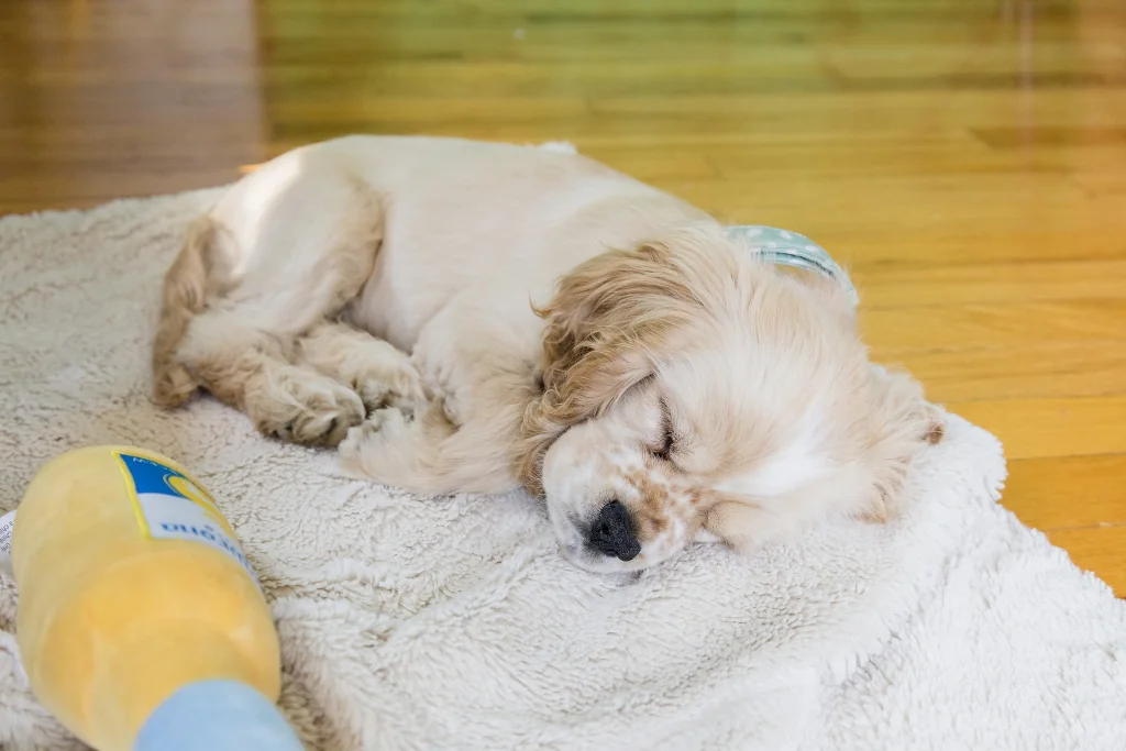 white small dog lying on white blanked on the floor