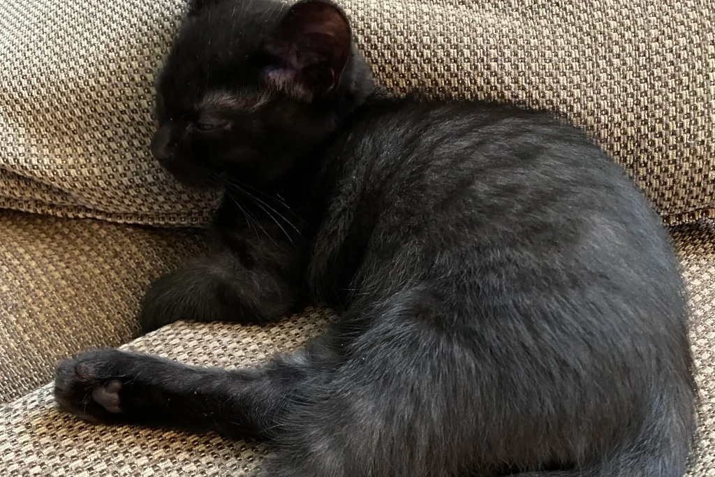 black tabby cat sleeping on the couch