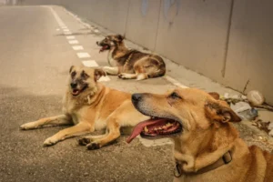3 stray dogs lying on the asphalt road