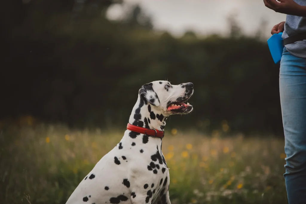 Dalmatian dog sitting in the field