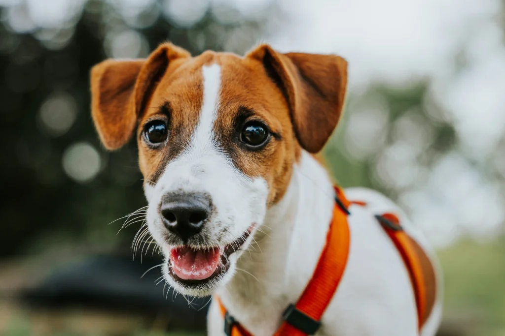 Jack Russell Terrier dog up close outside