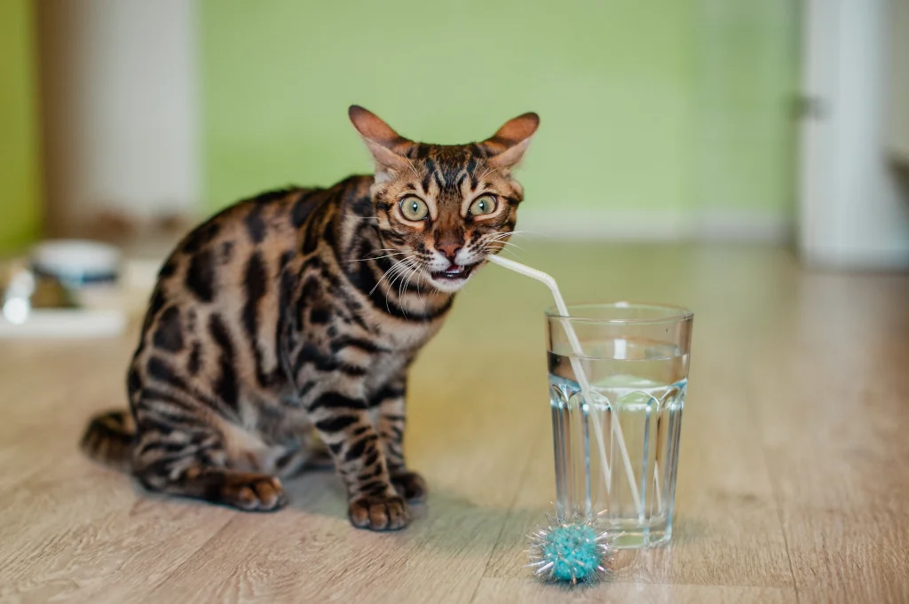 bengal cat drinking water on a straw