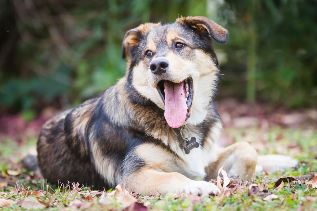 black and brown dog laying on the grass