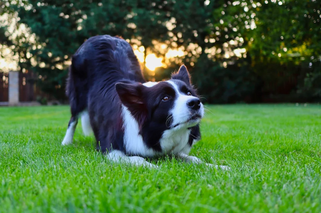 black and white border collie bowing on green grass