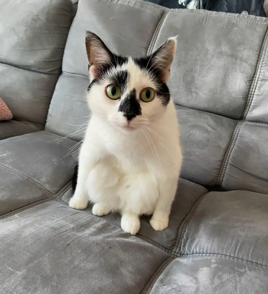 black and white cat sitting wierdly on a couch