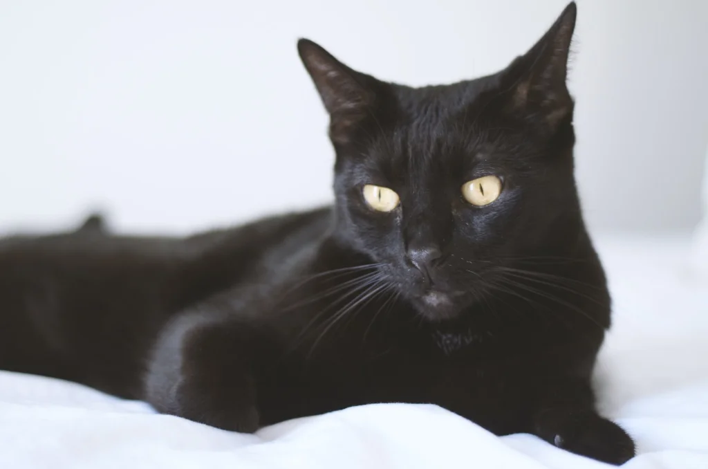 black bombay cat lying on white blanket