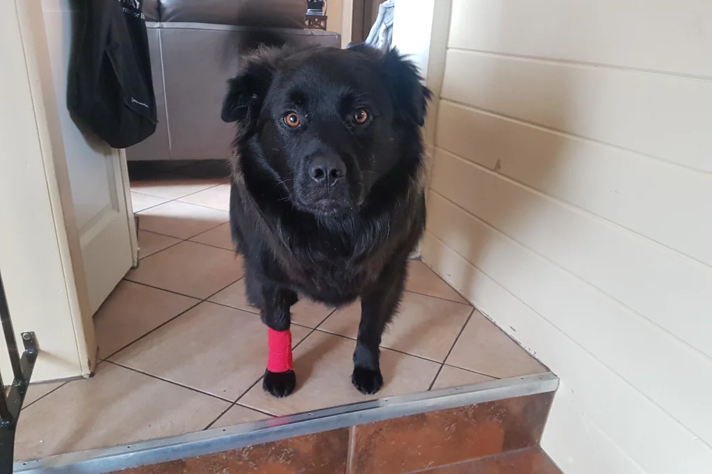 black dog standing with right leg bandaged