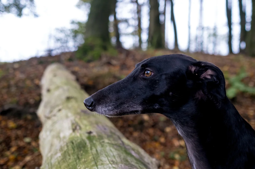 black greyhound dog standing next to fallen tree in the forest