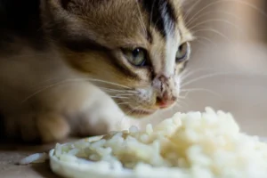 brown and black cat eating rice from plate