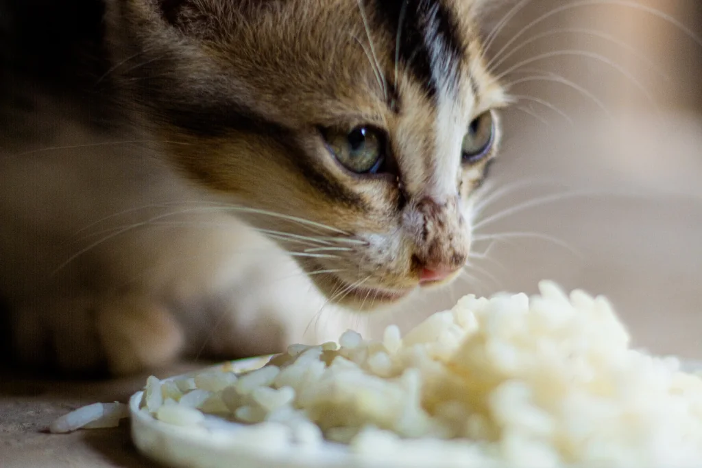 Cat can shop eat rice