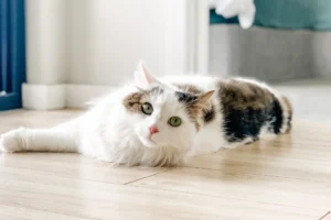 brown and white cat lying on the floor