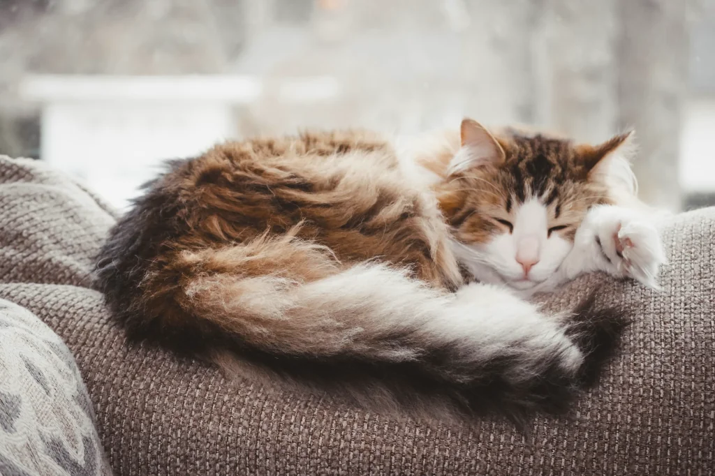 brown and white cat sleeping on gray textile