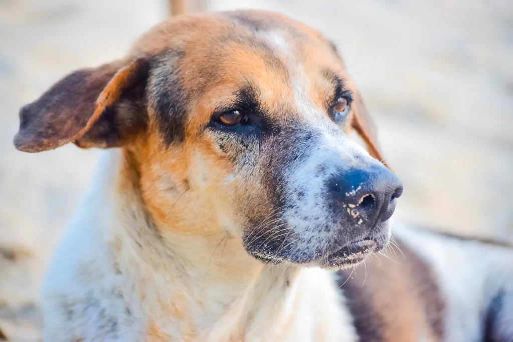 brown and white dog on sand beach up close