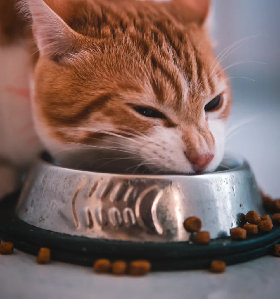 brown cat eating food from a bowl