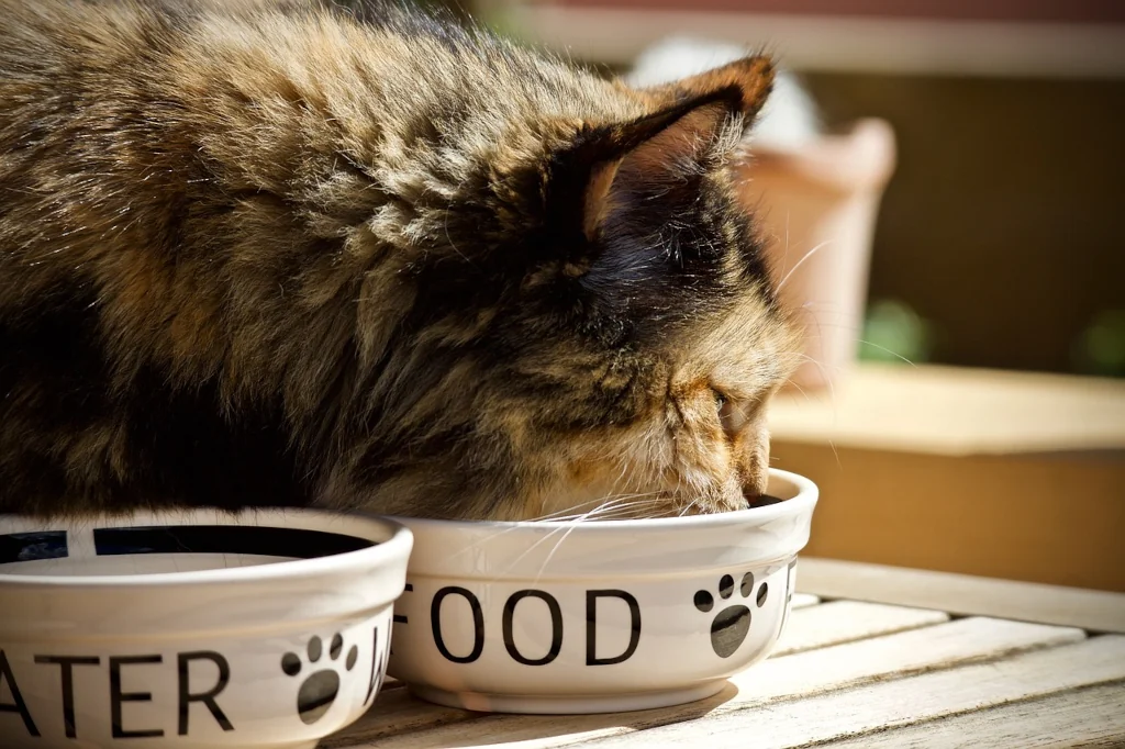 brown cat eating from the food bowl