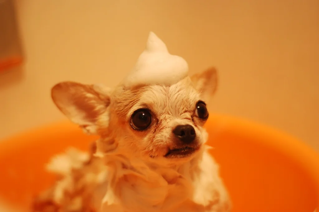 brown chihuahua with shampoo on its head