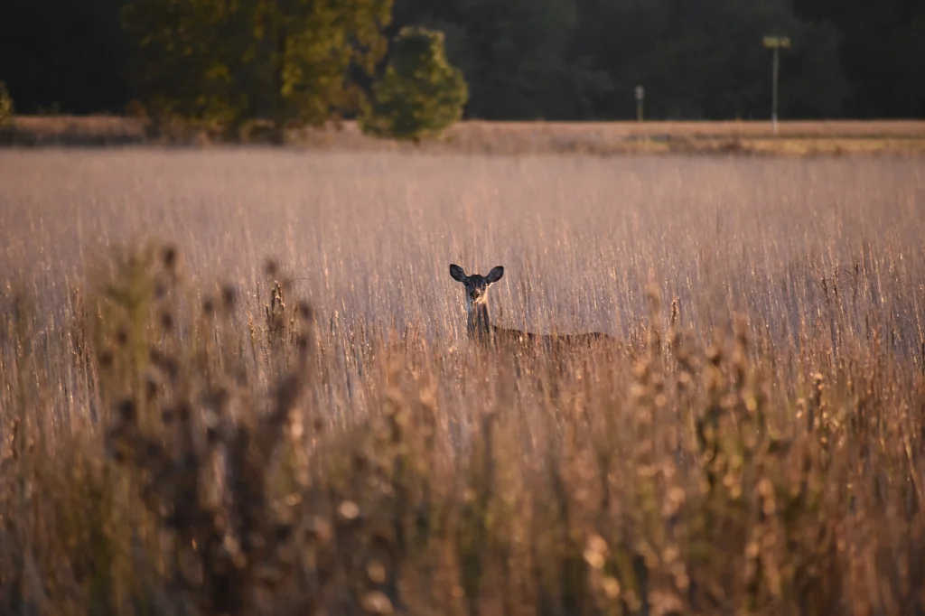 brown deer in the field among tall grass