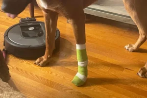 brown dog bandaged paw from injury