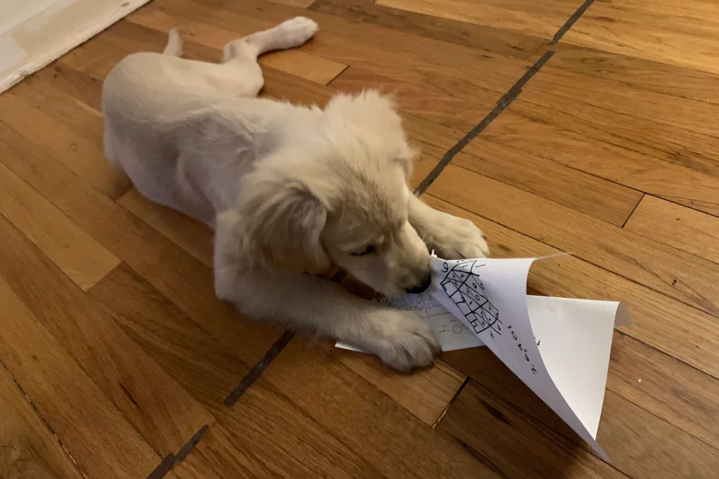 brown dog eating paper on the floor