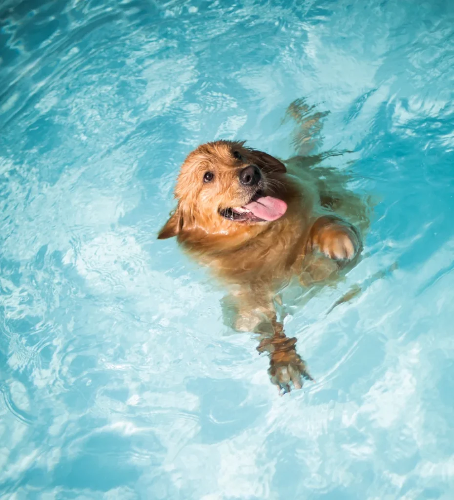 brown dog happily swimming in water