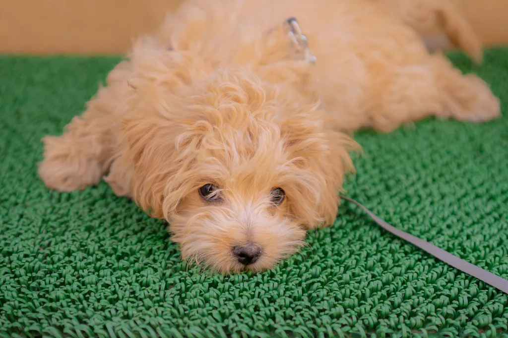 brown dog lying on green textile