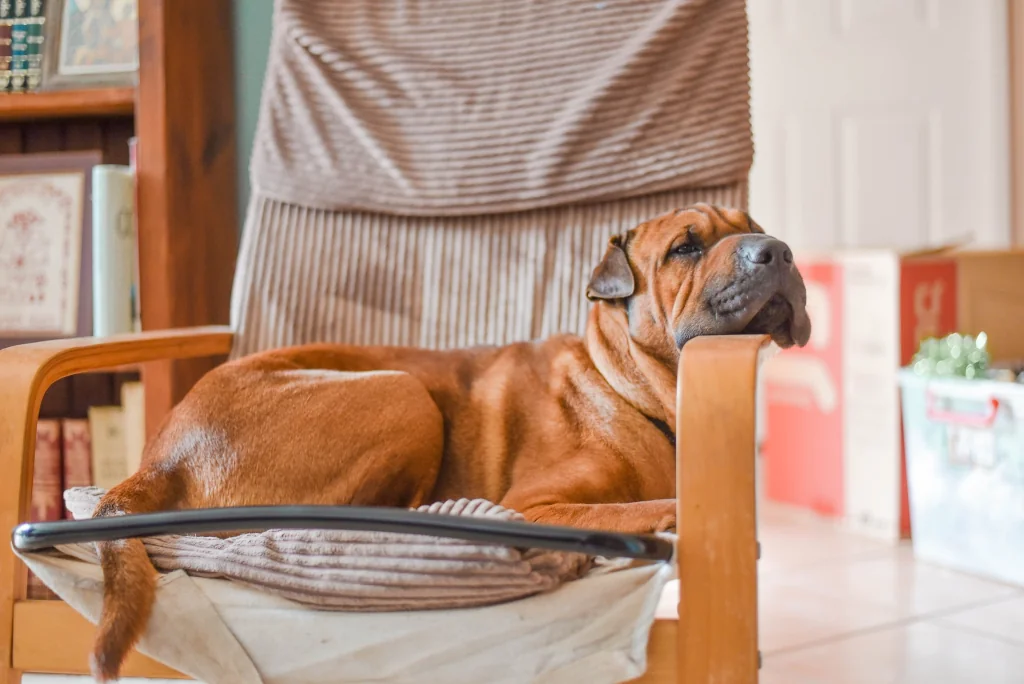 brown dog sitting in armchair resting