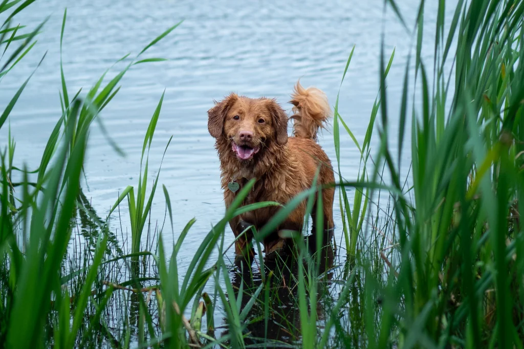 brown dog standing in water near tall grass