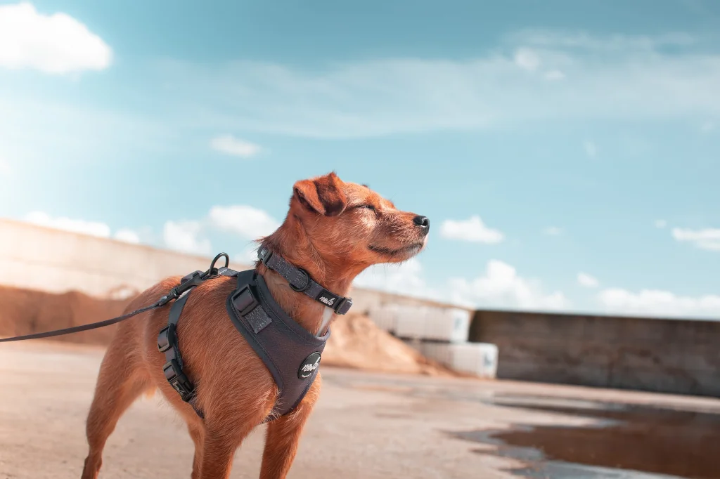 brown dog wearing a harness outside on daylight