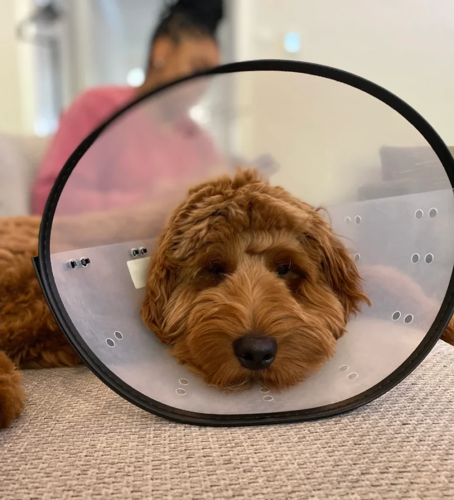 brown dog wearing cone after spay