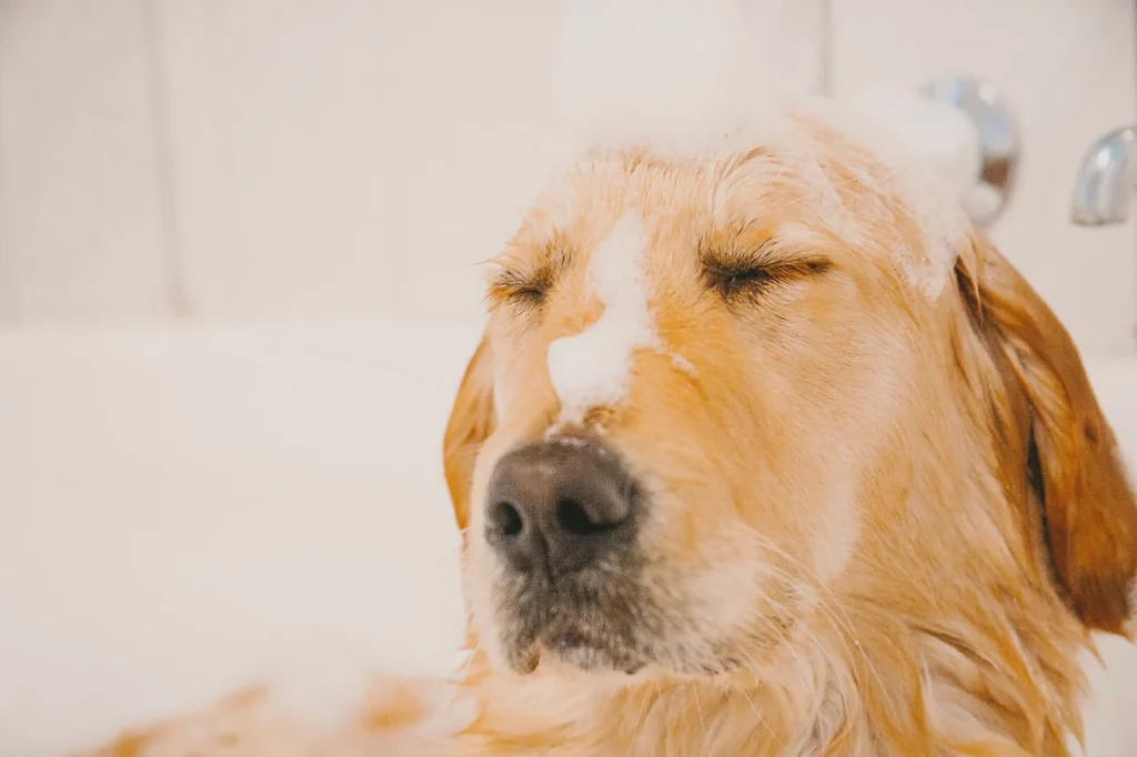 brown dog with shampoo on their head and eyes