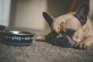 brown pug beside pet bowl doesn't want to eat