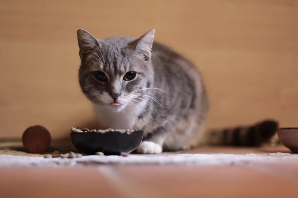 brown tabby cat eating dry food