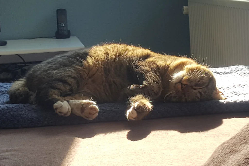 brown tabby cat sleeping on blue blanket in sun
