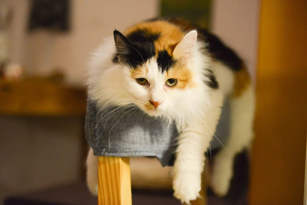 calico cat lying on gray cat tree