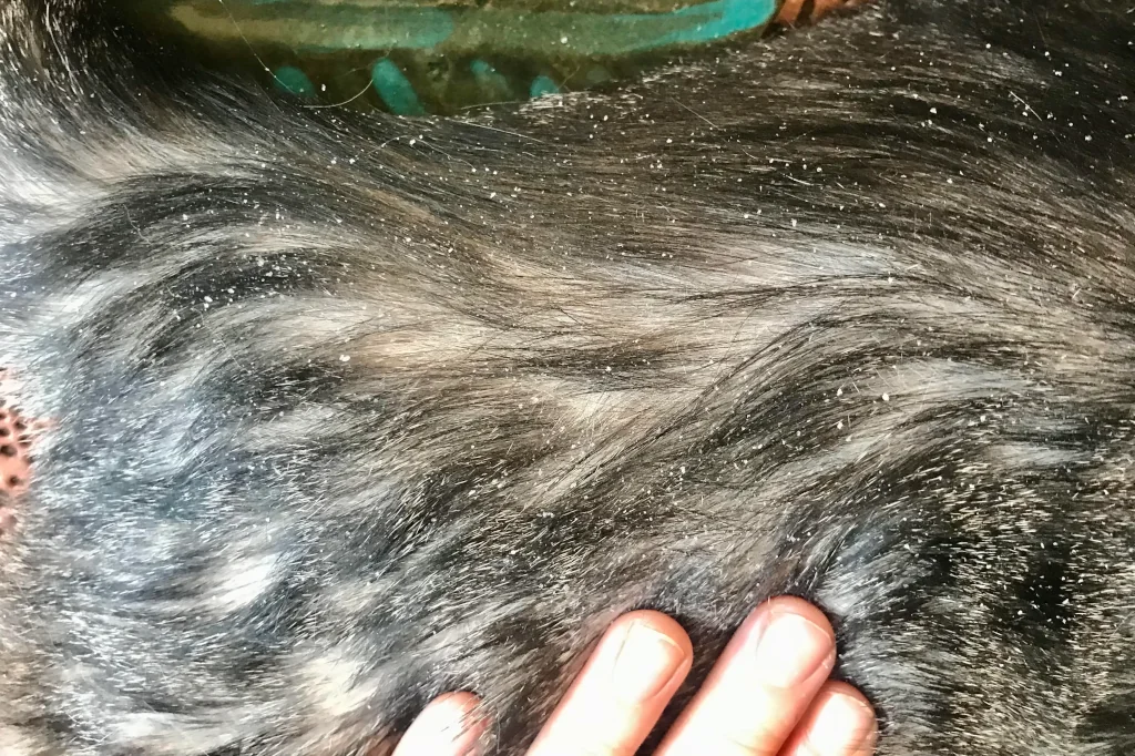 cat dandruff and skin issue