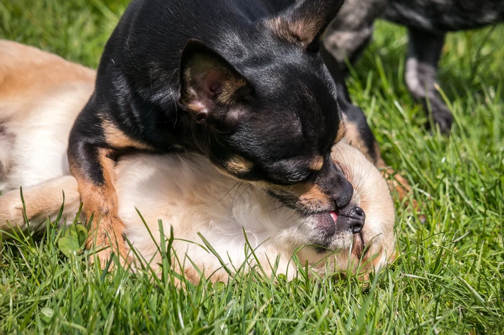 chihuahua dog playing with another dog's face