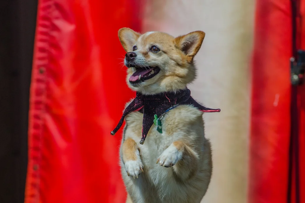 circus dog balancing on a wheel