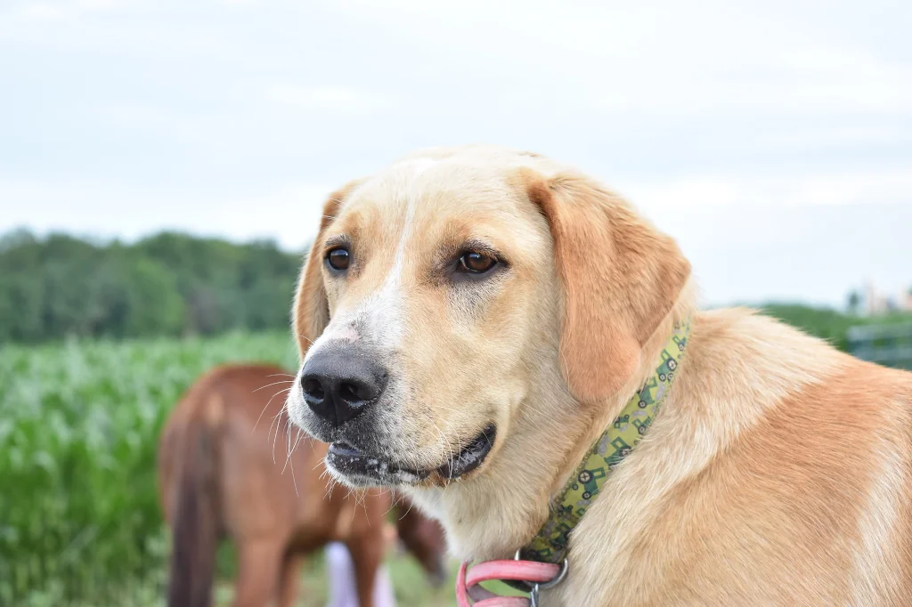 close up labrador retriever outside