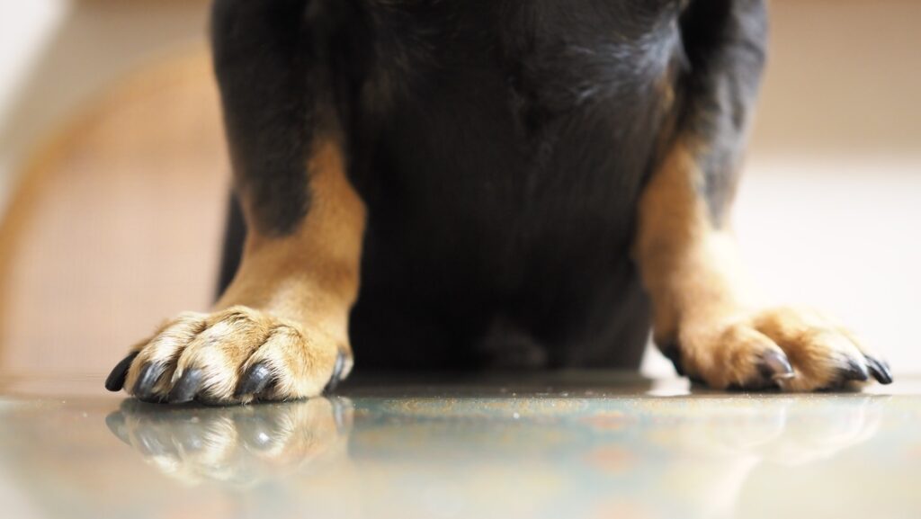 close up of black and brown dog's paws