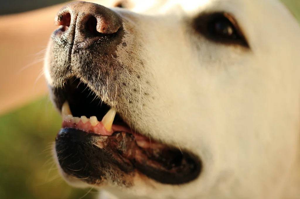 close up of white dog's teeth