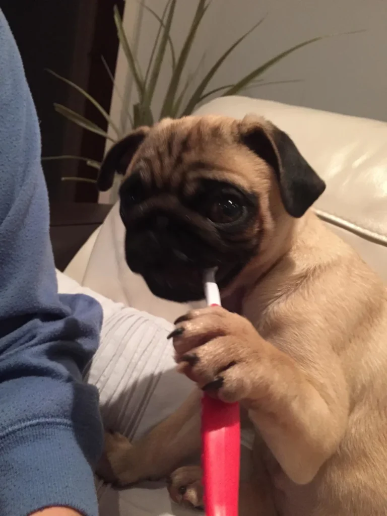 cute pug brushing their teeth