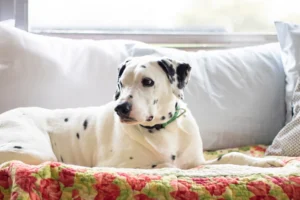 dalmatian dog lying on colorful bed