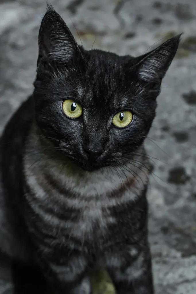 dark black striped cat up close