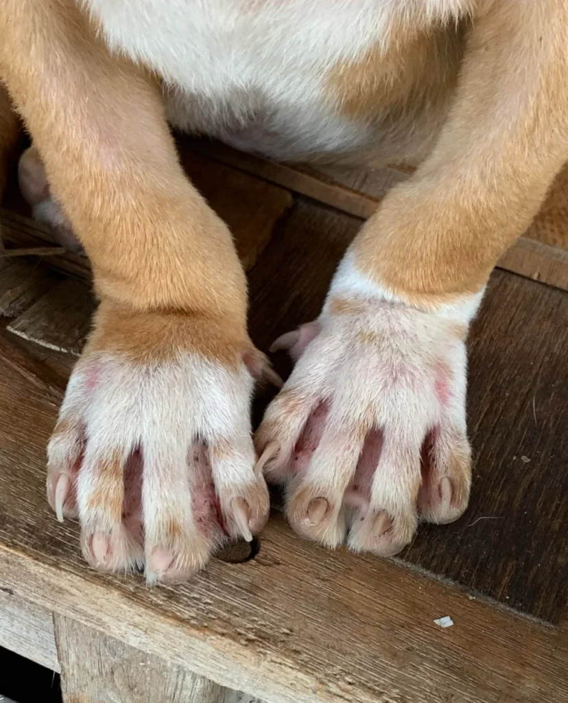 dog paws showing skin issues, possibly dermititis or mange
