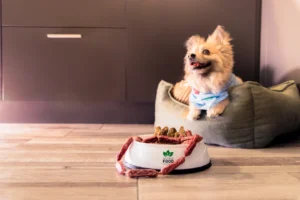 dog sitting on a couch with a bowl of food on table