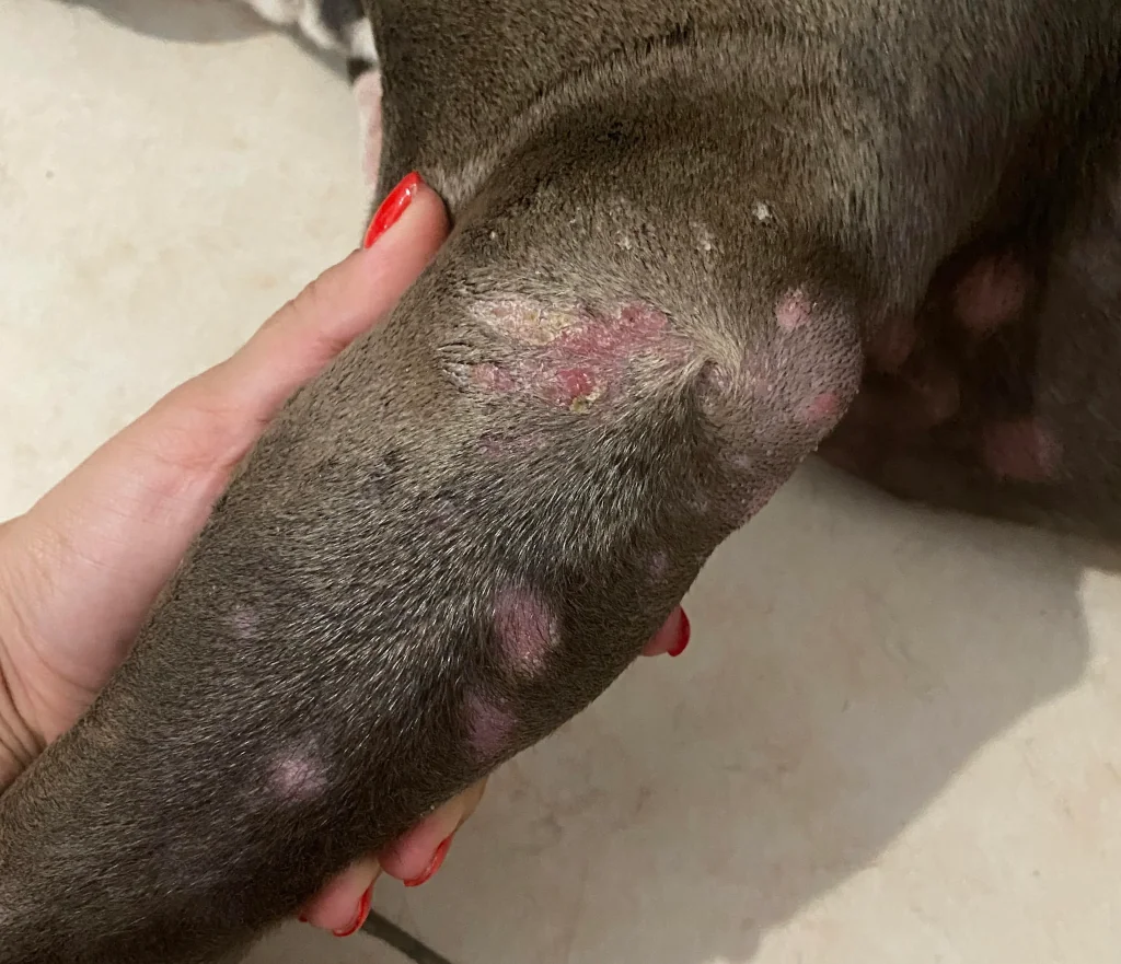 dog skin issue affected by Malassezia